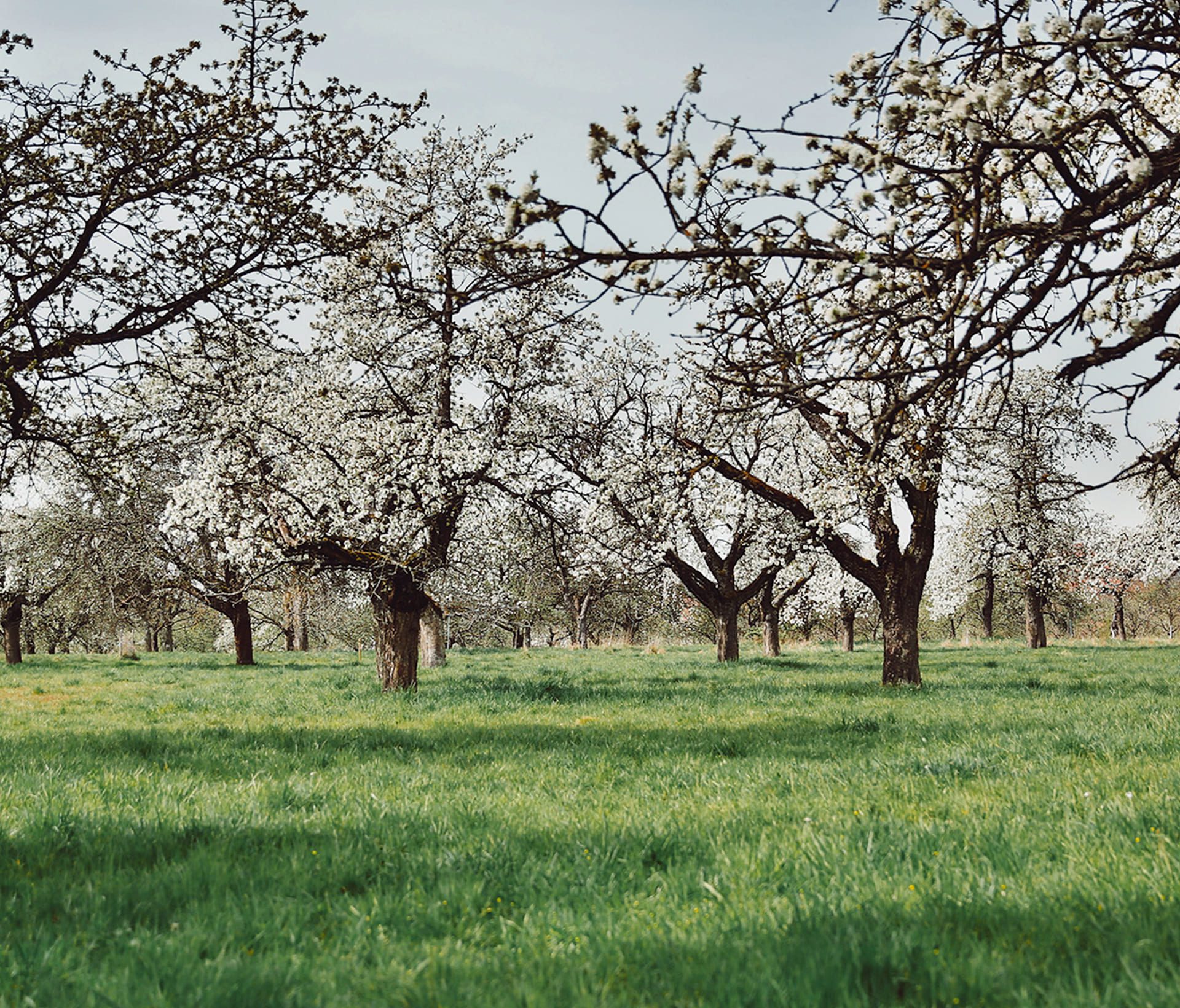 markus-spiske-w7pYdvWlVBg-unsplash