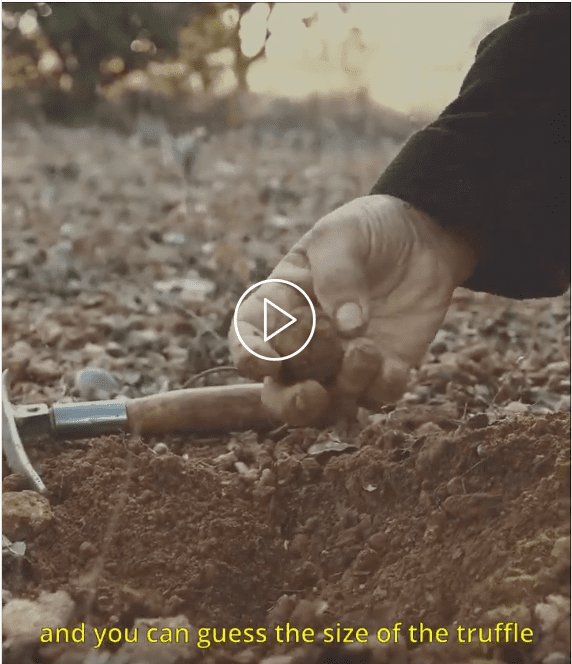 Visionner la video